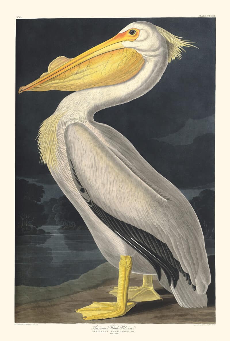 Audubon Havell Edition Pl. 311, American White Pelican
