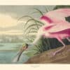 Audubon Havell Edition Pl. 321, Roseate Spoonbill