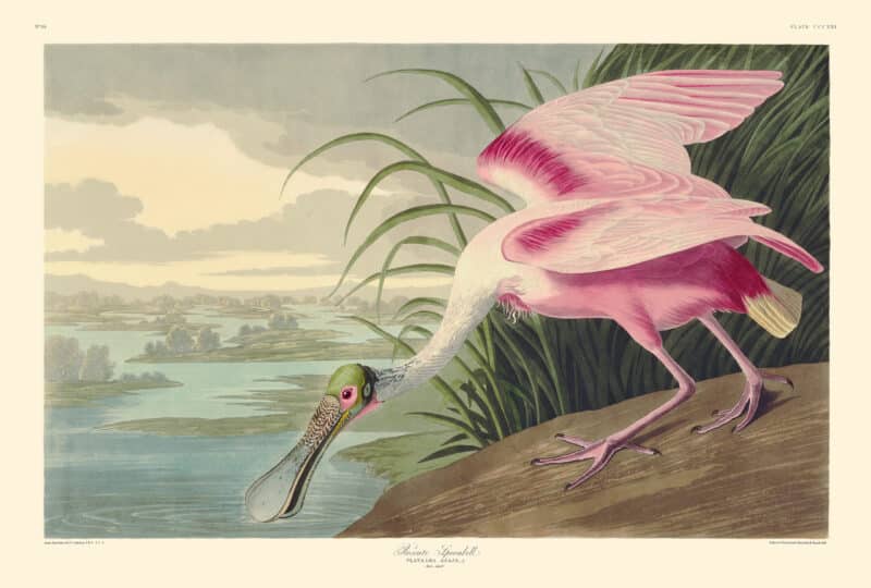 Audubon Havell Edition Pl. 321, Roseate Spoonbill