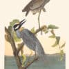 Audubon Havell Edition Pl. 336, Yellow-Crowned Heron