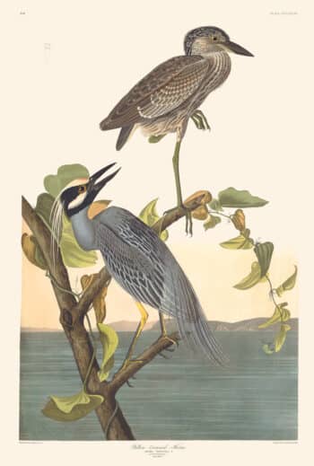Audubon Havell Edition Pl. 336, Yellow-Crowned Heron
