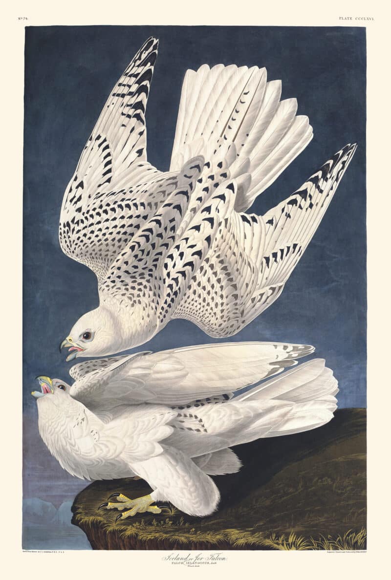 Audubon Havell Edition Pl. 366, Iceland or Jer Falcon