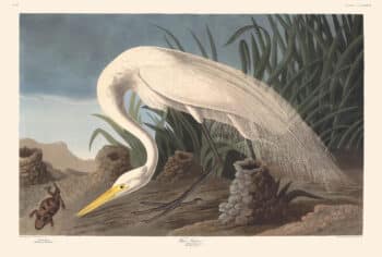 Audubon Havell Edition Pl. 386, White Heron