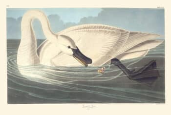 Audubon Havell Edition Pl. 406, Trumpeter Swan