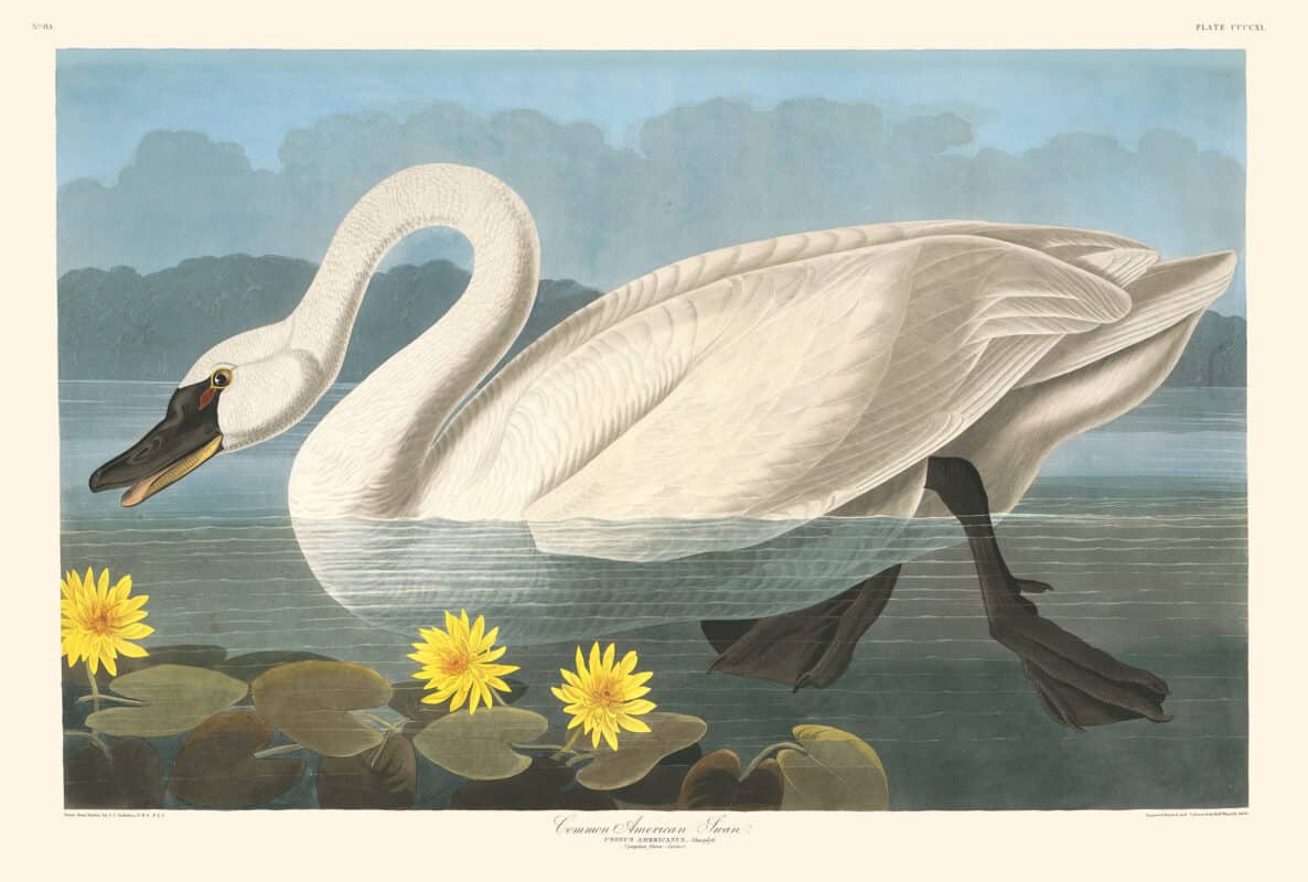Audubon Havell Edition Pl. 411, Common American Swan