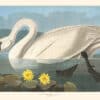 Audubon Havell Edition Pl. 411, Common American Swan
