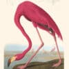 Audubon Havell Edition Pl. 431, American Flamingo