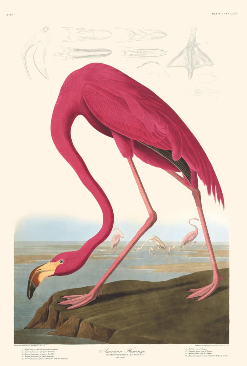 Audubon Havell Edition Pl. 431, American Flamingo
