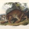 Audubon Bowen Edition Pl. 1 Common American Wild Cat