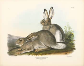 Audubon Bowen Edition Pl. 3 Townsend's Rocky Mountain Hare