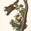 Audubon Bowen Edition Pl. 15 Oregon Flying Squirrell