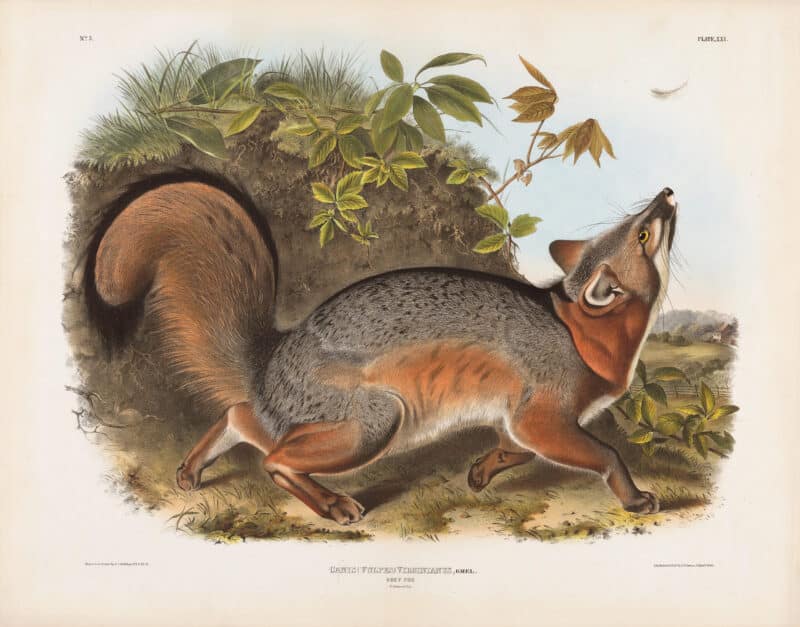 Audubon Bowen Edition Pl. 21 Grey Fox