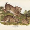Audubon Bowen Edition Pl. 22 Grey Rabbit