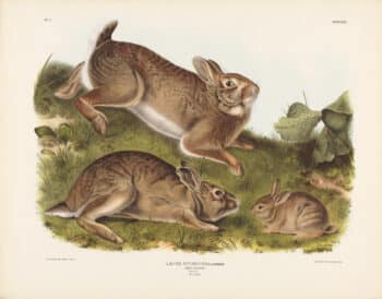 Audubon Bowen Edition Pl. 22 Grey Rabbit