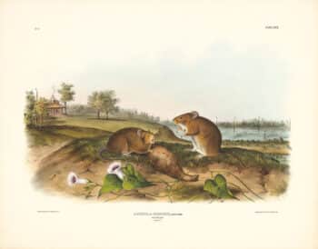 Audubon Bowen Edition Pl. 30 Cotton Rat