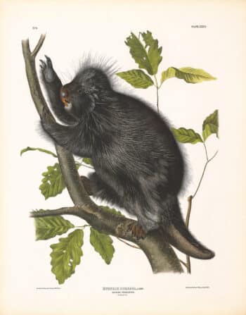 Audubon Bowen Edition Pl. 36 Canada Porcupine