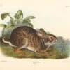 Audubon Bowen Edition Pl. 37 Swamp Hare