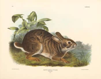 Audubon Bowen Edition Pl. 37 Swamp Hare