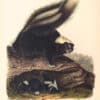 Audubon Bowen Edition Pl. 42 Common American Skunk