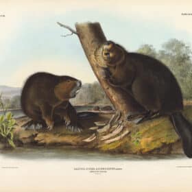 Audubon Bowen Edition Pl. 46 American Beaver
