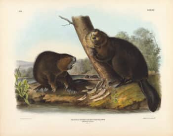 Audubon Bowen Edition Pl. 46 American Beaver