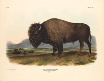 Audubon Bowen Edition Pl. 56 American Bison or Buffalo