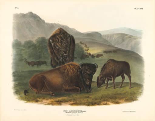Audubon Bowen Edition Pl. 57 American Bison or Buffalo