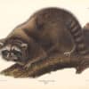 Audubon Bowen Edition Pl. 61 Raccoon