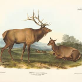 Audubon Bowen Edition Pl. 62 American Elk - Wapiti Deer