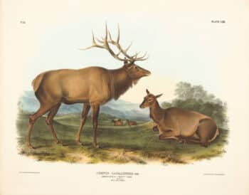 Audubon Bowen Edition Pl. 62 American Elk - Wapiti Deer