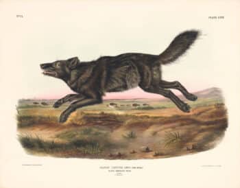 Audubon Bowen Edition Pl. 67 Black American Wolf
