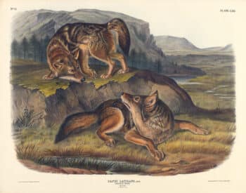 Audubon Bowen Edition Pl. 71 Prairie Wolf