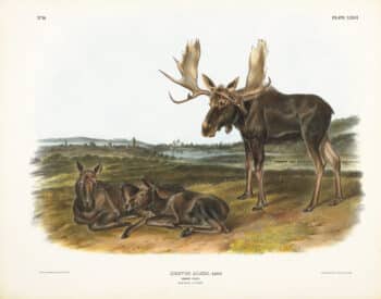 Audubon Bowen Edition Pl. 76 Moose Deer