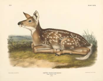Audubon Bowen Edition Pl. 81 Common American Deer