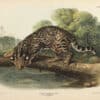 Audubon Bowen Edition Pl. 86 Ocelot, or Leopard - Cat