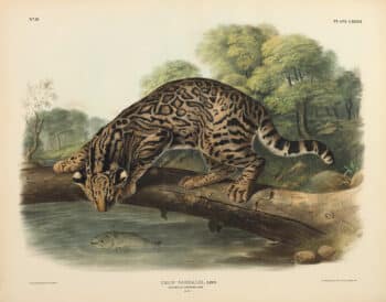 Audubon Bowen Edition Pl. 86 Ocelot, or Leopard - Cat