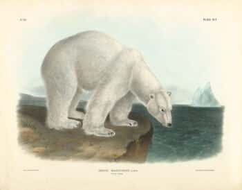 Audubon Bowen Edition Pl. 91 Polar Bear