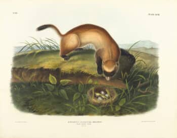 Audubon Bowen Edition Pl. 93 Black Footed Ferret