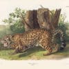 Audubon Bowen Edition Pl. 101 The Jaguar