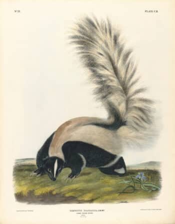 Audubon Bowen Edition Pl. 102 Large Tailed Skunk