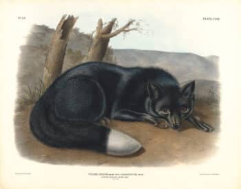 Audubon Bowen Edition Pl. 116 American Black or Silver Fox
