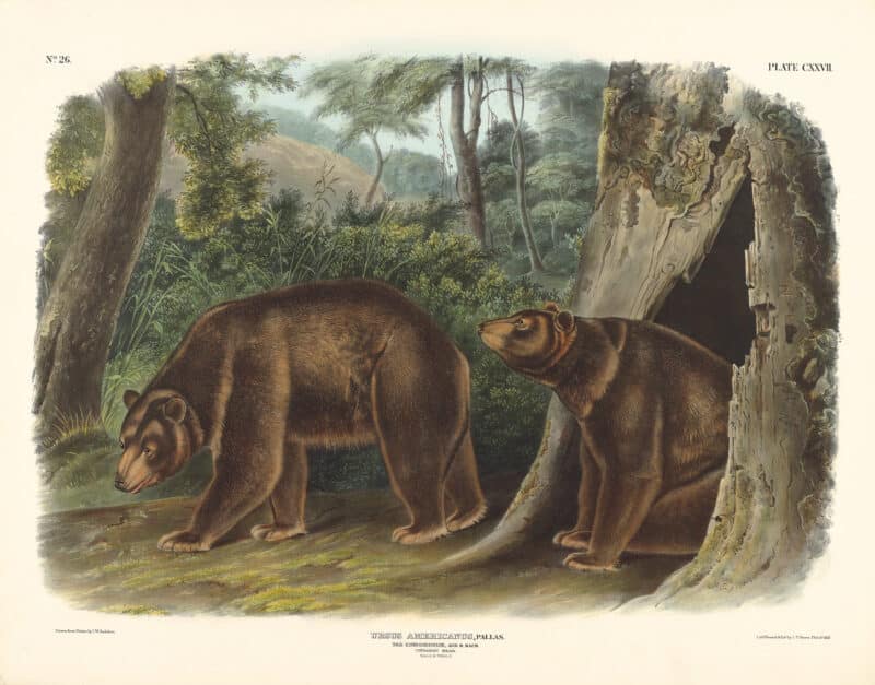 Audubon Bowen Edition Pl. 127 Cinnamon Bear