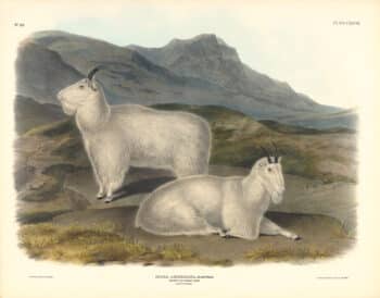 Audubon Bowen Edition Pl. 128 Rocky Mountain Goat