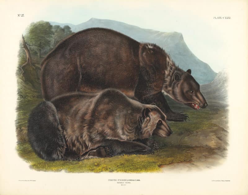 Audubon Bowen Edition Pl. 131 Grizzly Bear