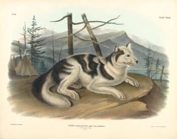 Audubon Bowen Edition Pl. 132 Hare - Indian Dog
