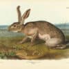 Audubon Bowen Edition Pl. 133 Texian Hare