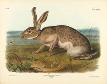 Audubon Bowen Edition Pl. 133 Texian Hare