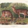 Audubon Bowen Edition Pl. 136 Common or Virginian Deer