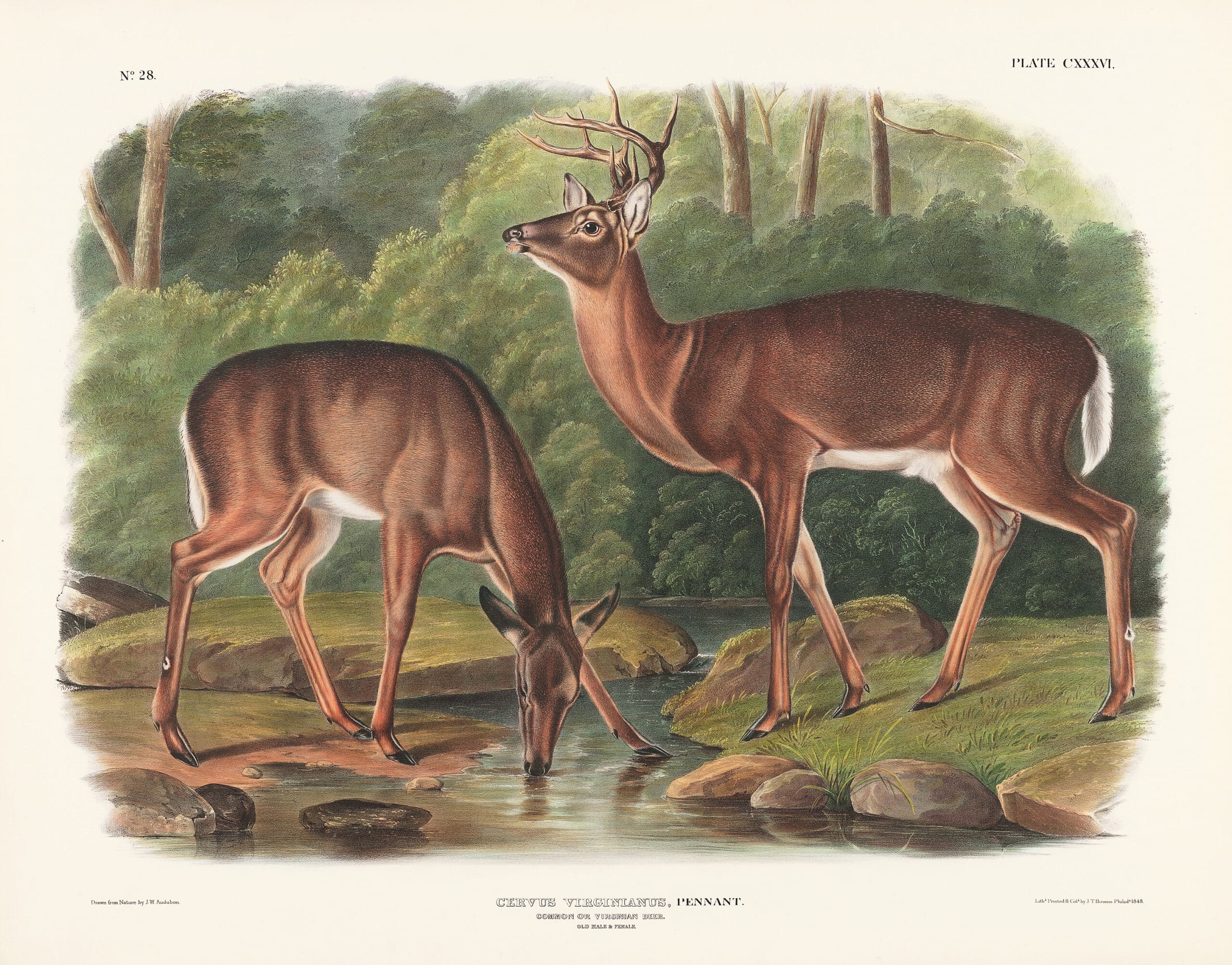 Audubon Bowen Edition Pl. 136 Common or Virginian Deer | Quadruped ...