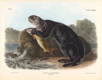 Audubon Bowen Edition Pl. 137 Sea Otter